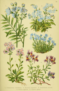 Alpen-Flora f r Touristen 1904 Polemonium et al Poster Print by Hermann Friese