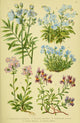 Alpen-Flora f r Touristen 1904 Polemonium et al Poster Print by Hermann Friese