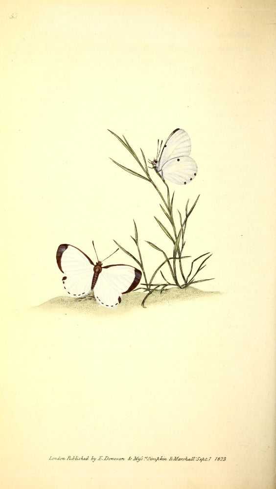 Naturalist's Repository 1824 Elorea Butterfly Poster Print by E. Donovan