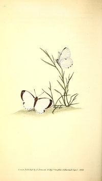 Naturalist's Repository 1824 Elorea Butterfly Poster Print by E. Donovan