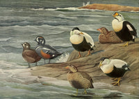 Birds of Massachusetts 1925 Eider & Harlequin Ducks Poster Print by L.A. Fuertes