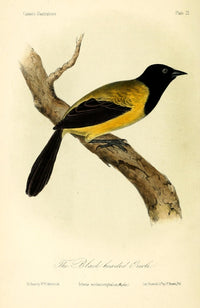 Black-headed Oriole Poster Print by W.E. Hitchcock
