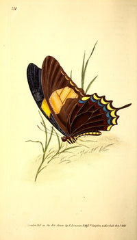Naturalist's Repository 1824 Laodocus Butterfly Poster Print by E. Donovan