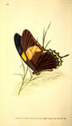 Naturalist's Repository 1824 Laodocus Butterfly Poster Print by E. Donovan