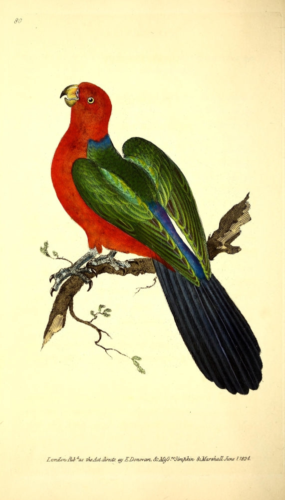 Tabuan Parrot Poster Print from Naturalist's Repository 1824
