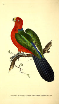 Tabuan Parrot Poster Print from Naturalist's Repository 1824