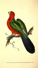 Tabuan Parrot Poster Print from Naturalist's Repository 1824
