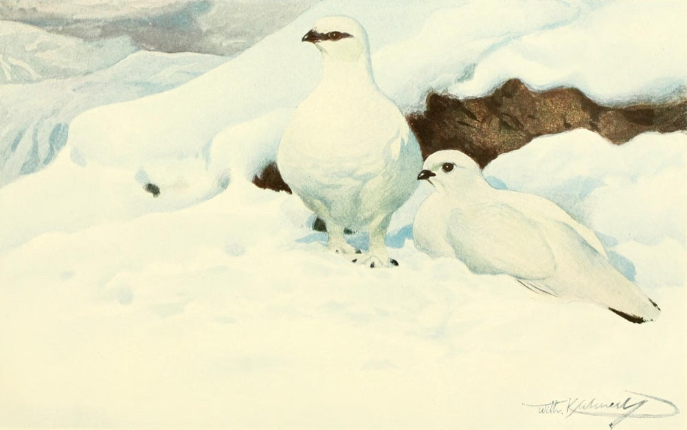 Brehms Tierleben Snow Grouse Poster Print by F.W. Kuhnert