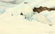 Brehms Tierleben Snow Grouse Poster Print by F.W. Kuhnert