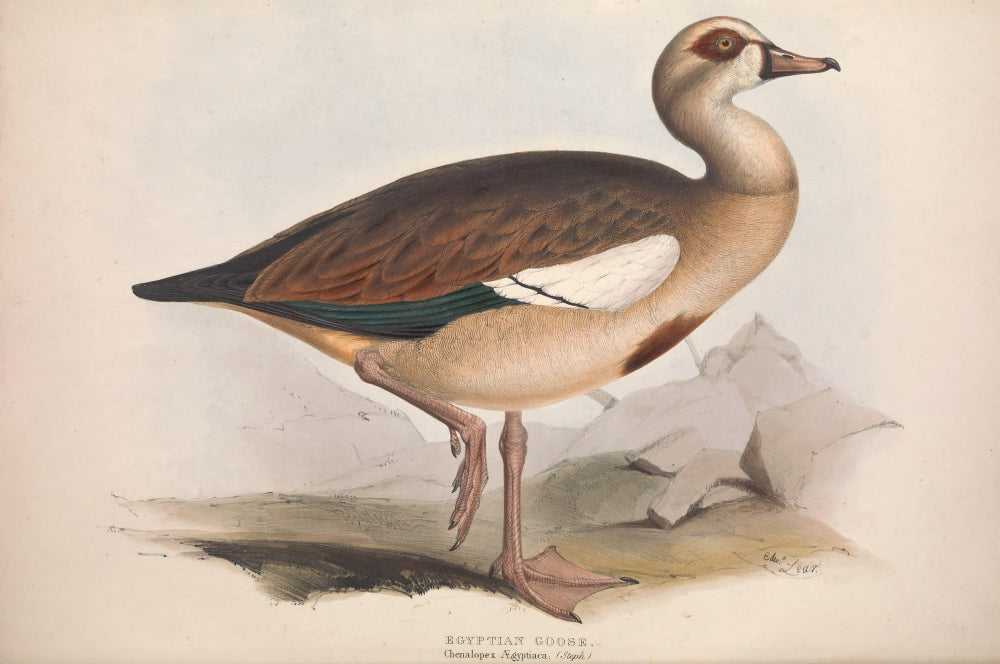 Birds of Europe 1837 Egyptian Goose Poster Print by Edward Lear