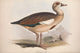 Birds of Europe 1837 Egyptian Goose Poster Print by Edward Lear