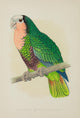 Parrots in Captivity by A.F. Lydon art print featuring vibrant red-throated white-fronted Amazon parrots.