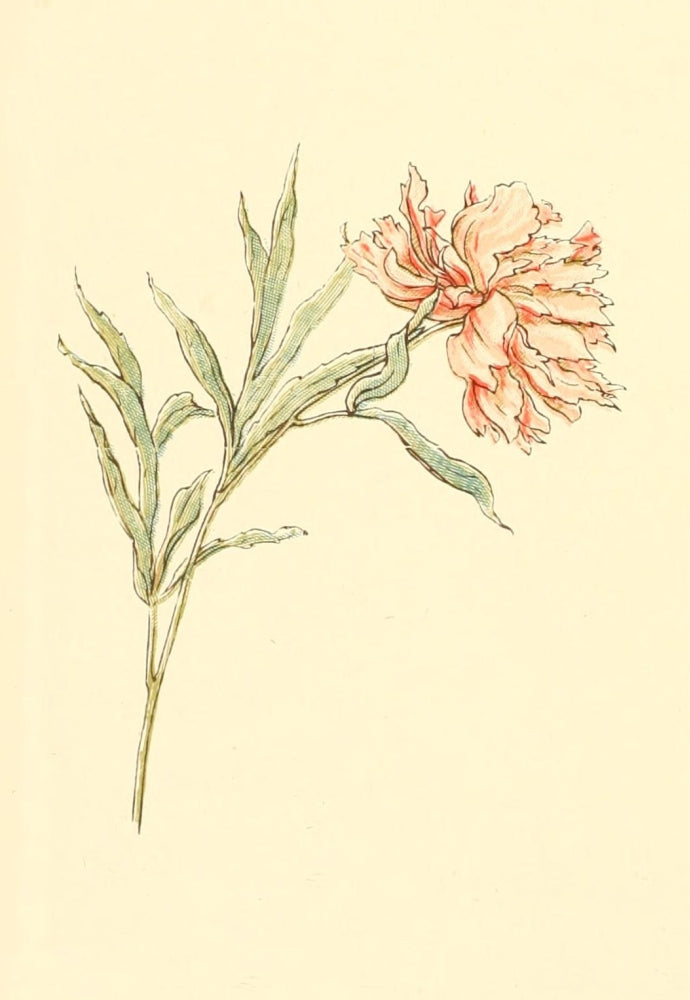 Marigold Garden 1900 Pink Poster Print by Kate Greenaway, beautiful floral artwork