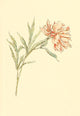 Marigold Garden 1900 Pink Poster Print by Kate Greenaway, beautiful floral artwork