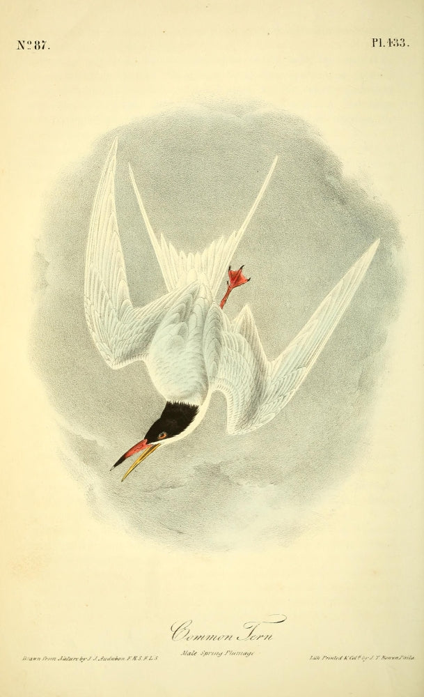 Birds of America Common Tern Poster Print by J.J. Audubon