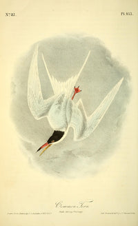 Birds of America Common Tern Poster Print by J.J. Audubon