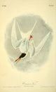 Birds of America Common Tern Poster Print by J.J. Audubon