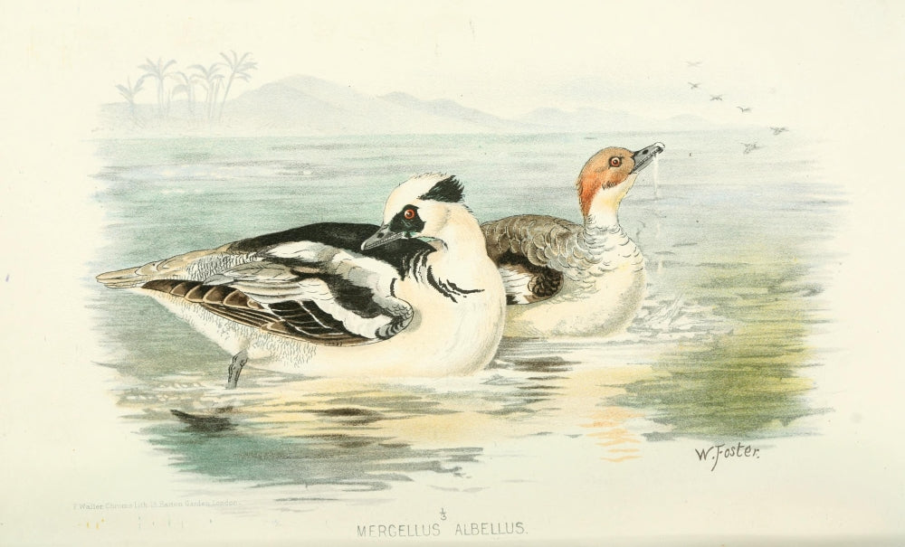 Indian Sporting Birds Smew Poster Print from 1915 featuring a vibrant duck.