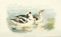Indian Sporting Birds Smew Poster Print from 1915 featuring a vibrant duck.