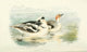 Indian Sporting Birds Smew Poster Print from 1915 featuring a vibrant duck.