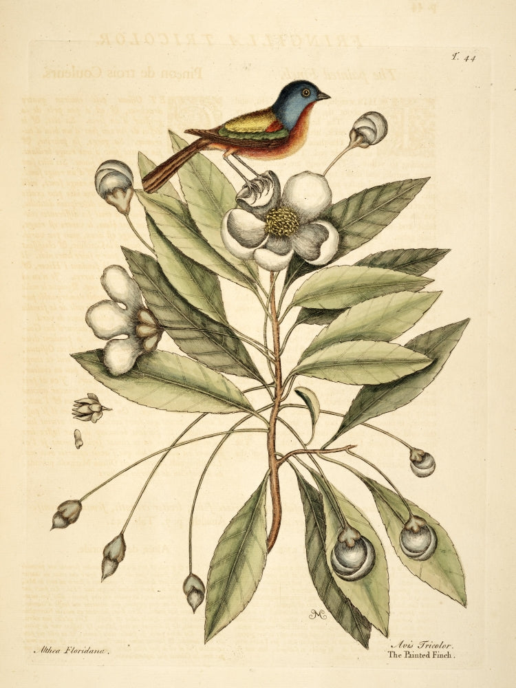 Painted Finch Art Print by Mark Catesby showcasing vibrant colors and details.