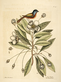 Painted Finch Art Print by Mark Catesby showcasing vibrant colors and details.