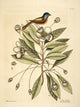 Painted Finch Art Print by Mark Catesby showcasing vibrant colors and details.