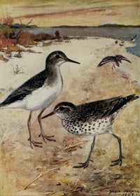 Bird-Lore 1922 Spotted Sandpiper Poster Print by R.B. Horsfall
