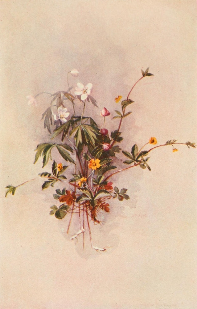 Our Early Wild Flowers 1916 Potentilla Poster Print by Eloise P. Luquer