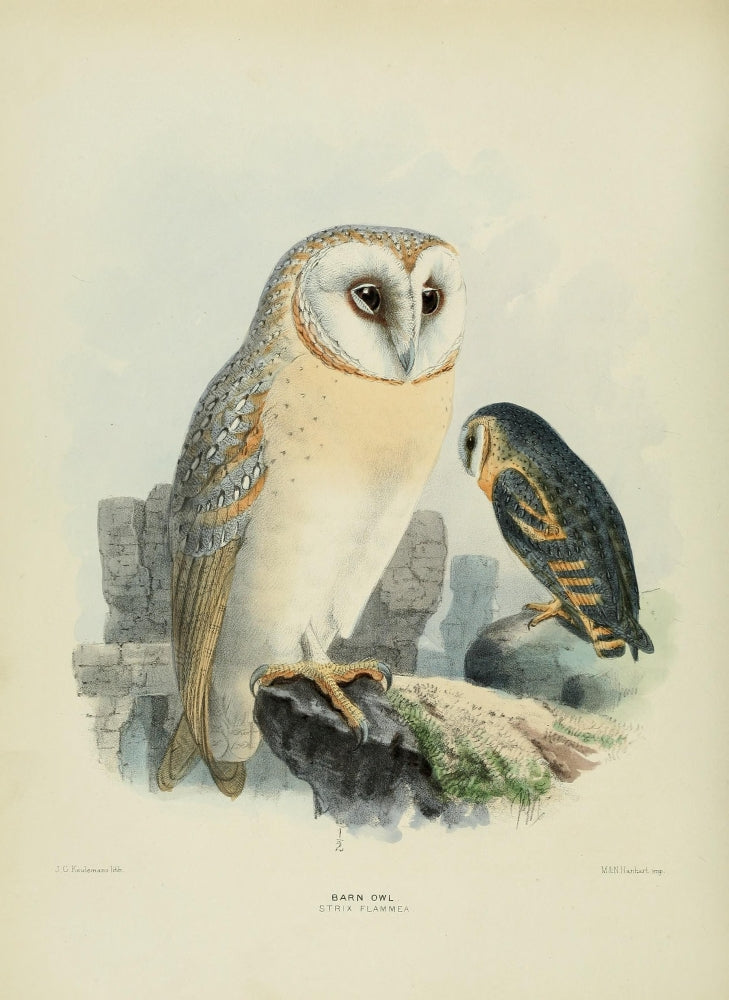 Birds of Europe 1881 Barn Owl Poster Print by John G. Keulemans