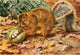 Burgess Animal Book Red Squirrel Poster Print by L.A. Fuertes, 1920 illustration