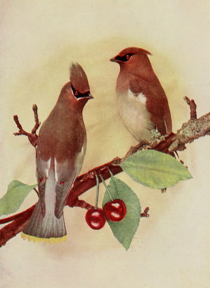 Bird Neighbors Cedarbird Poster Print by Henry C. Denslow, showcasing beautiful cedarbirds.