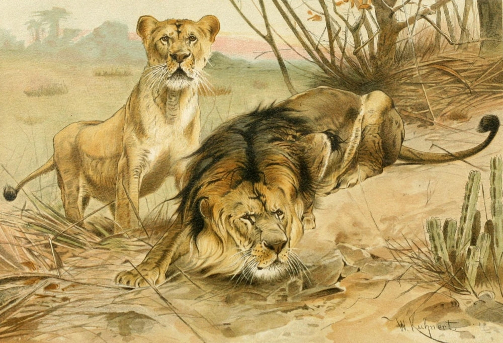 Royal Natural History Lions Poster Print by F.W. Kuhnert showcasing majestic lions in their natural habitat.