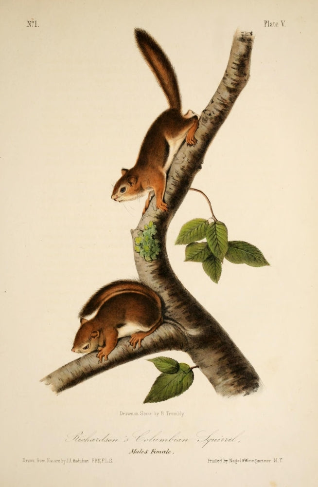 Richardson's Columbian Squirrel Poster Print by J.J. Audubon showcasing North American wildlife.