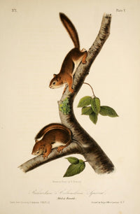 Richardson's Columbian Squirrel Poster Print by J.J. Audubon showcasing North American wildlife.