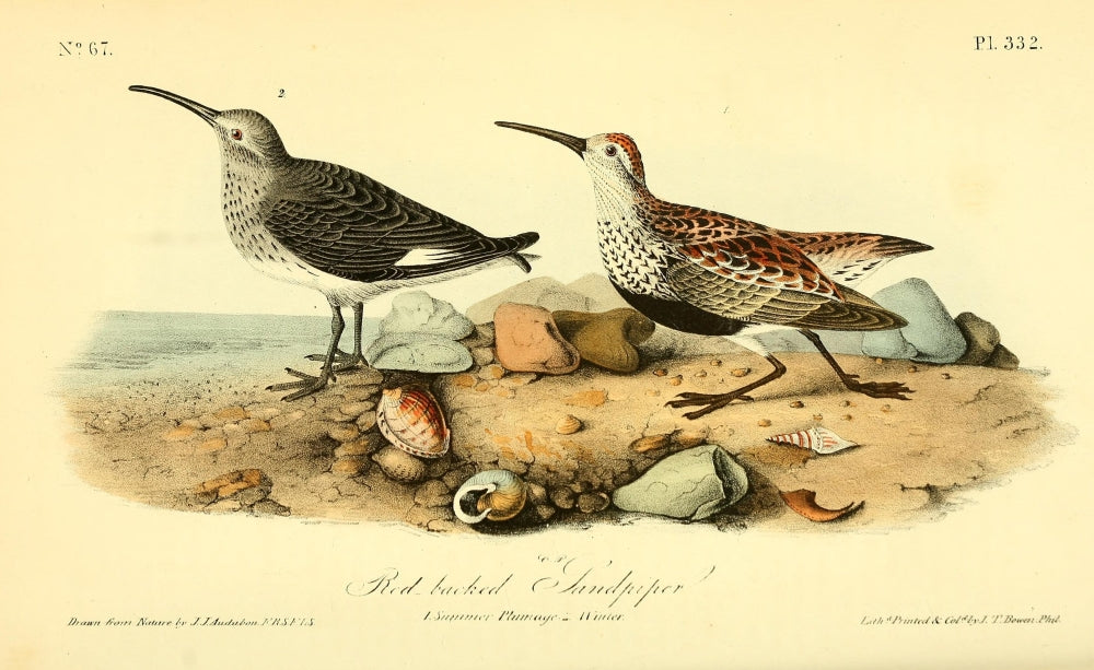 Birds of America 1844 Red-backed Sandpiper Poster Print by J.J. Audubon.