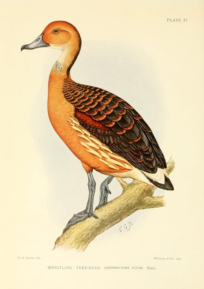 Whistling Tree-duck Poster Print from The Game-birds & Water-fowl of South Africa, 1912.