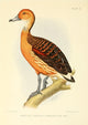 Whistling Tree-duck Poster Print from The Game-birds & Water-fowl of South Africa, 1912.
