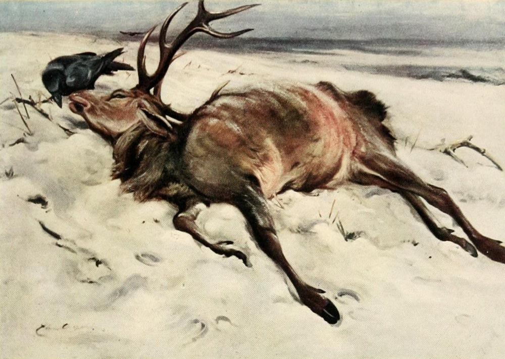 Nat Hist of the Highlands 1919 The Dead Stag Poster Print by Edwin Alexander