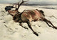 Nat Hist of the Highlands 1919 The Dead Stag Poster Print by Edwin Alexander