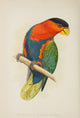 Parrots in Captivity 1884 Tri-Coloured Lory Art Print by A.F. Lydon