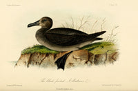 Black-footed Albatross Poster Print by W.E. Hitchcock on premium paper.