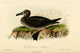 Black-footed Albatross Poster Print by W.E. Hitchcock on premium paper.