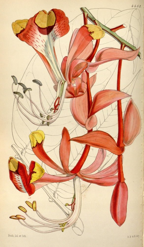 Curtis's Magazine 1849 Splendid Amherstia Poster Print by W. Fitch