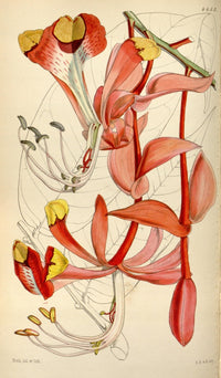 Curtis's Magazine 1849 Splendid Amherstia Poster Print by W. Fitch