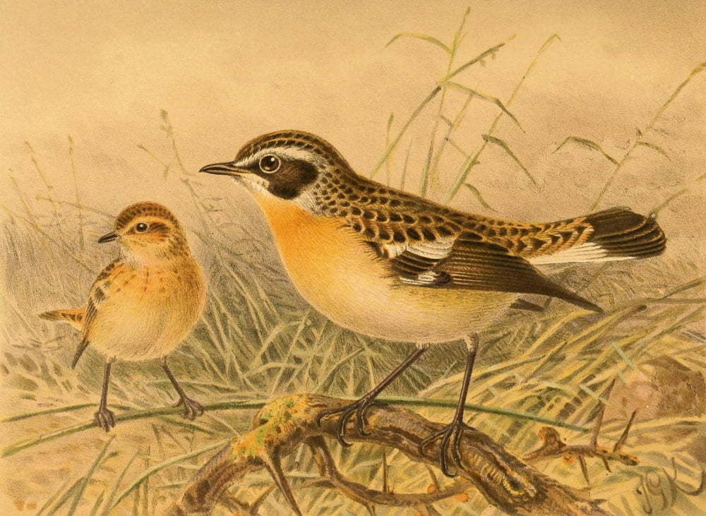 Whinchat Poster Print from Birds of the British Islands by John G. Keulemans