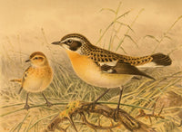 Whinchat Poster Print from Birds of the British Islands by John G. Keulemans