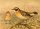 Whinchat Poster Print from Birds of the British Islands by John G. Keulemans