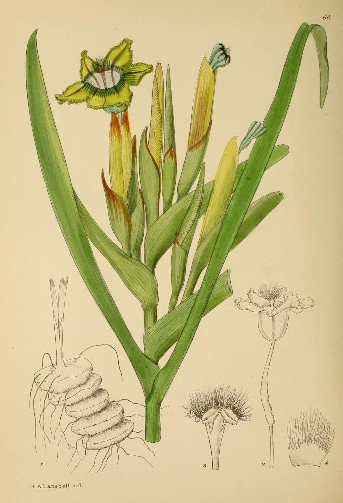 The Flowering Plants of Africa 1921 Ferraria Antherosa Poster Print by K.A. Lansdell