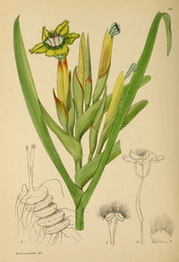 The Flowering Plants of Africa 1921 Ferraria Antherosa Poster Print by K.A. Lansdell